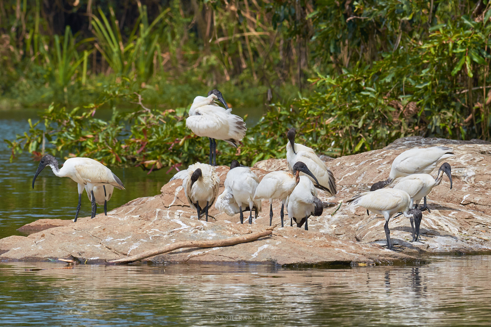 black headed ibis 2 black headed ibis and asian openbill ranganathittu