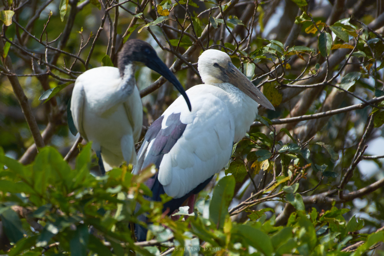black headed ibis and asian openbill ranganathittu