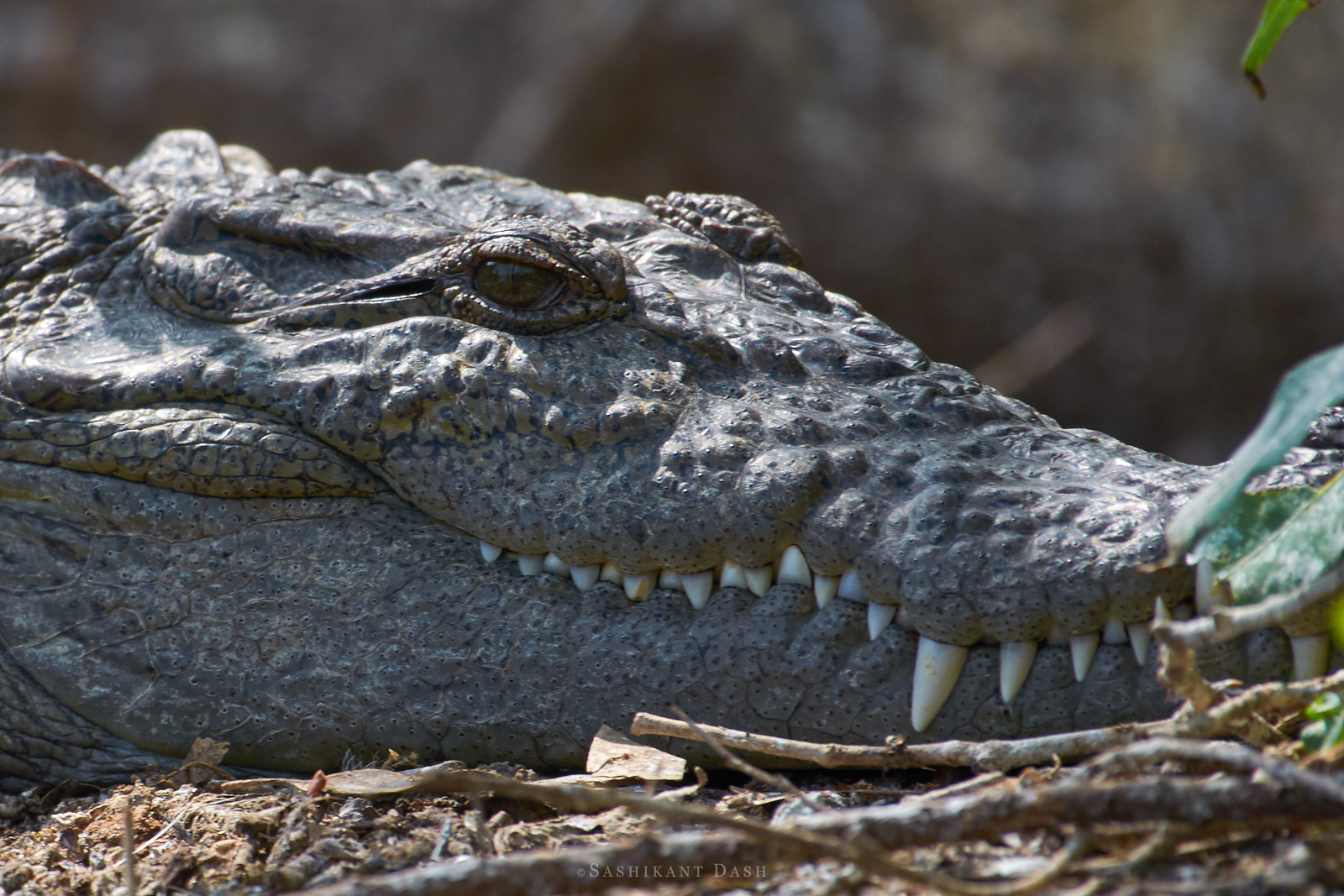 crocodile closeup ranganathittu