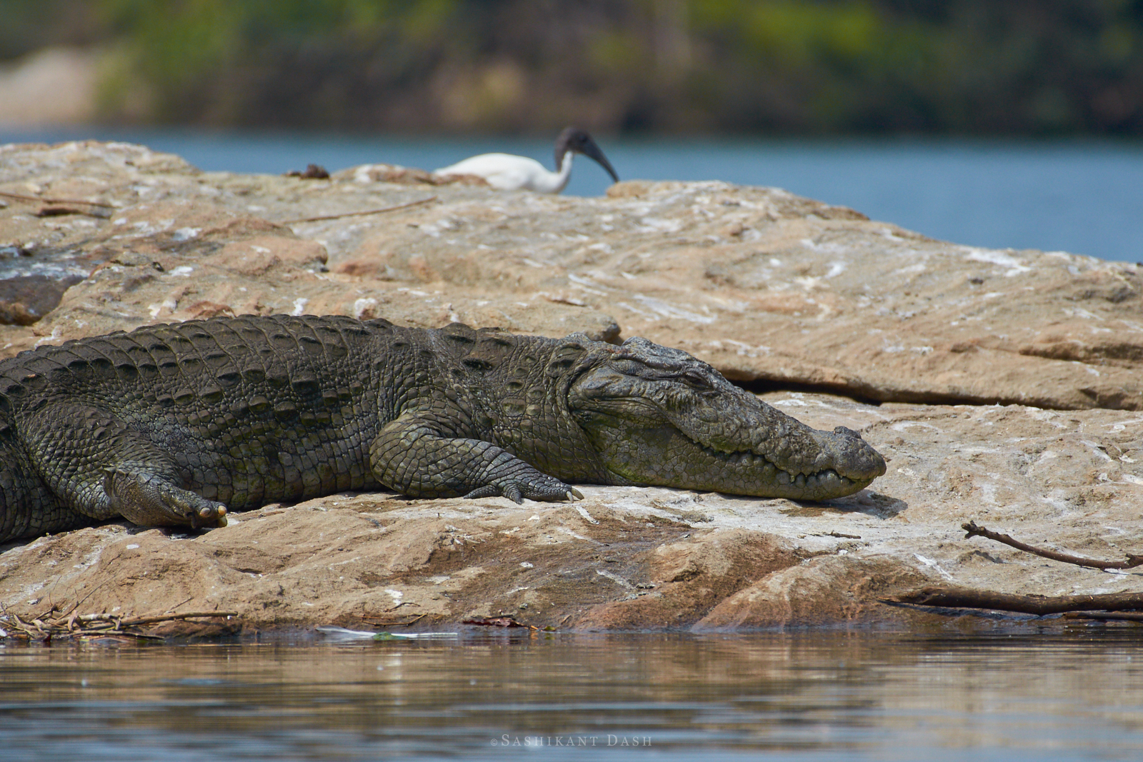 crocodile rock ranganathittu
