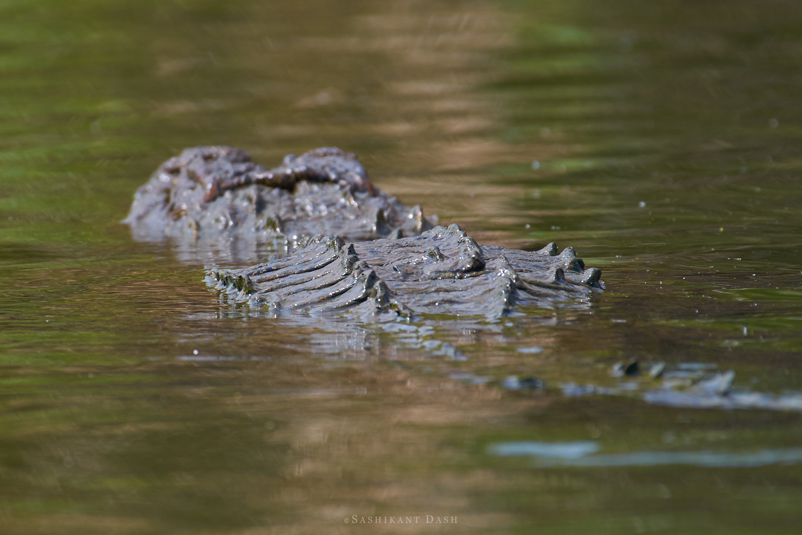crocodile swimming ranganathittu