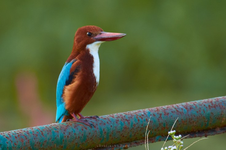 DSC_0074_WM_1600px 1