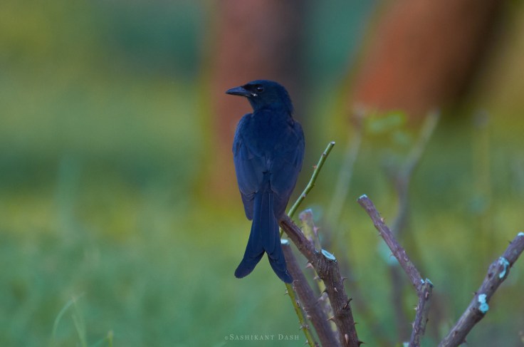 DSC_0105_WM_1600px 1