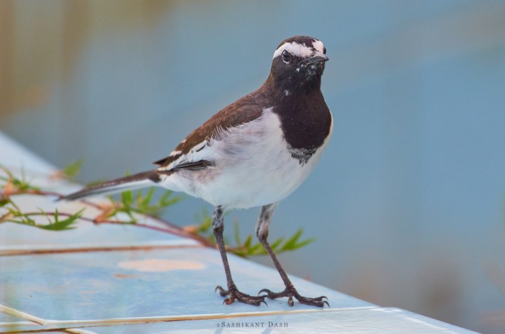 DSC_0124_WM_1600px 1