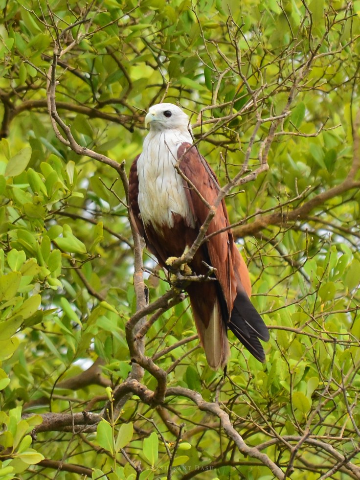 Brahminy kite 1 sashikant dash