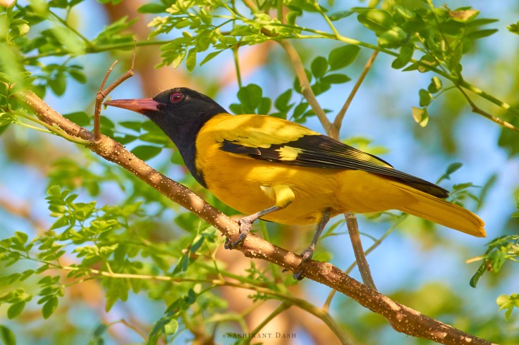 DSC_0243_WM_1600px 1