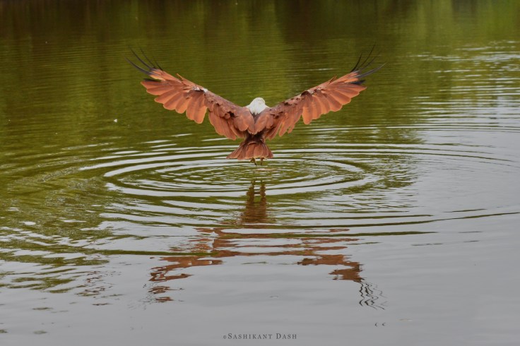 Brahminy kite  3