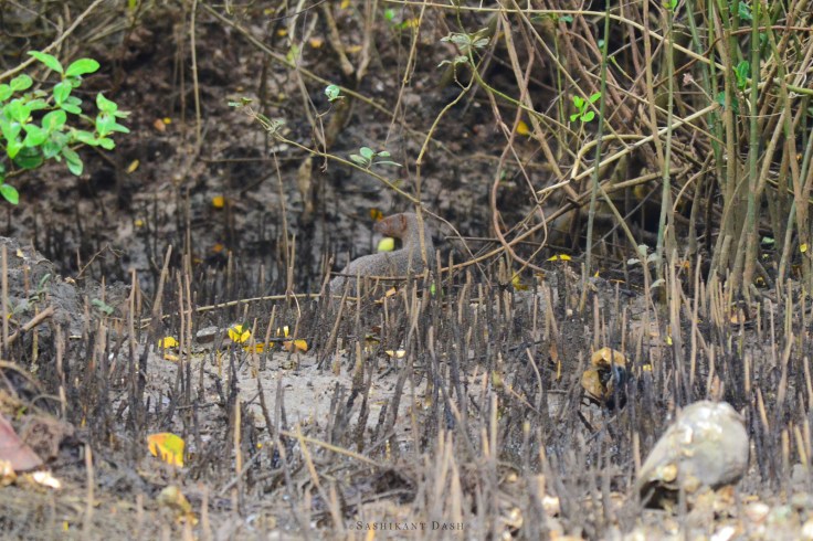 Indian grey mongoose