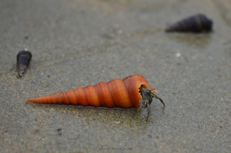Hermit crab