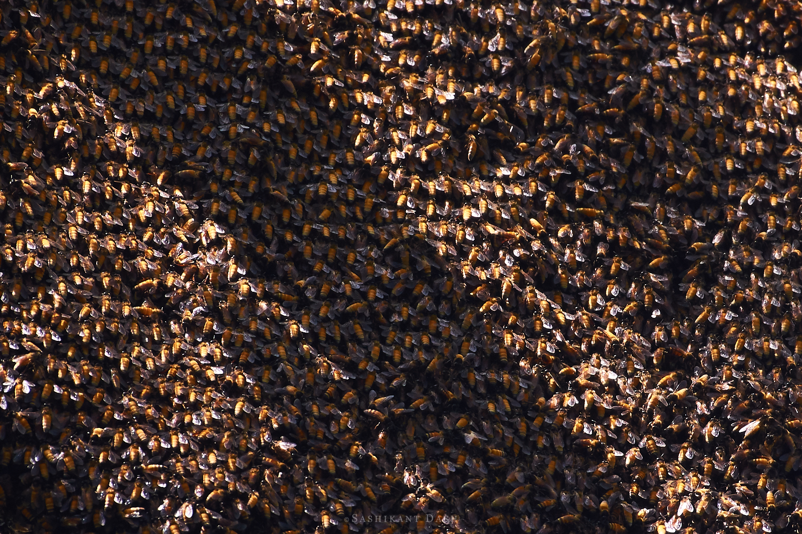 honey bee ranganathittu