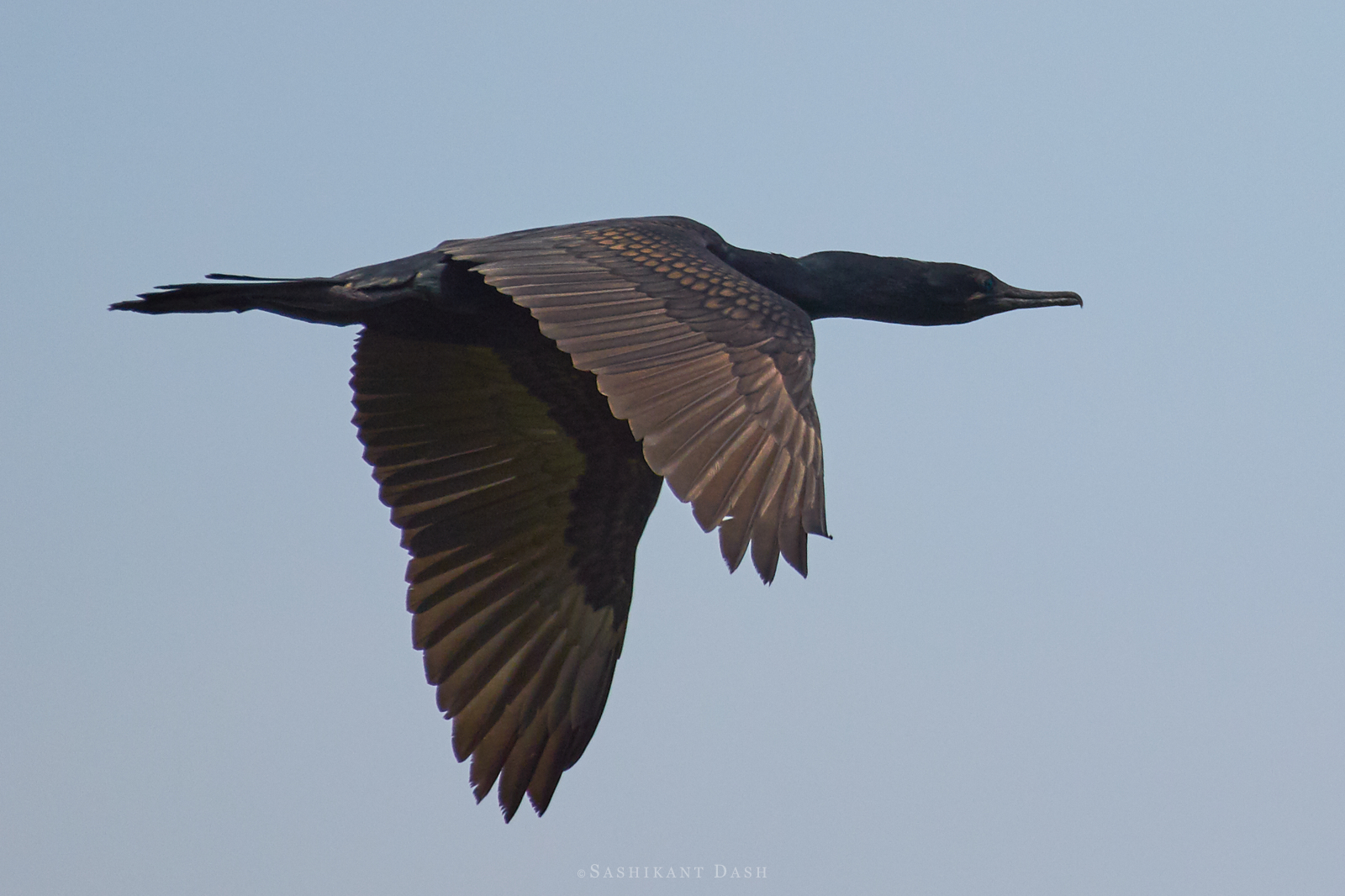 Indian cormorant 2 ranganathittu