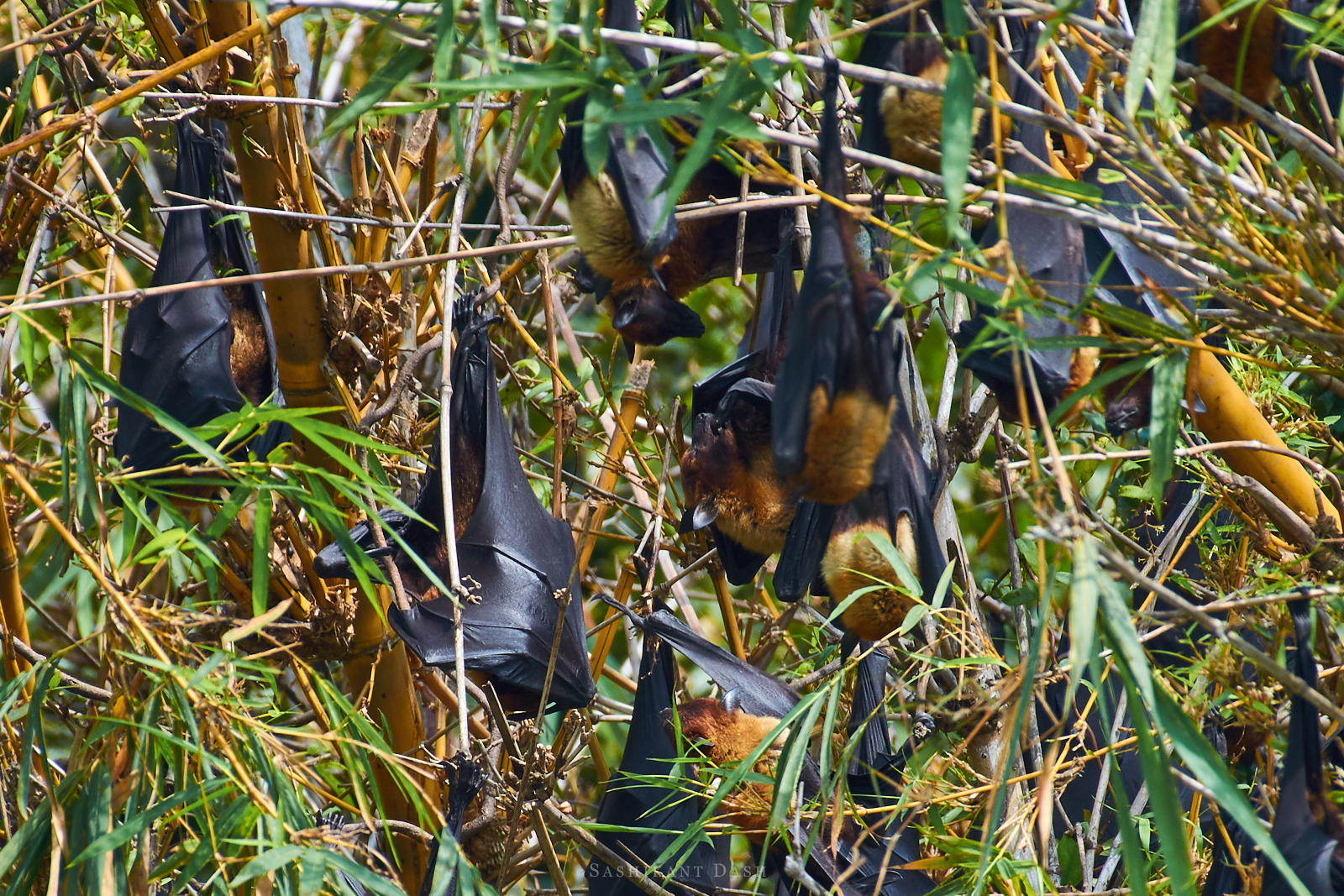 indian flying fox fruit bat 2 ranganathittu