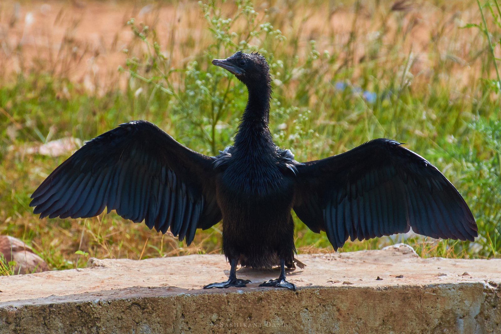 little cormorant ranganathittu