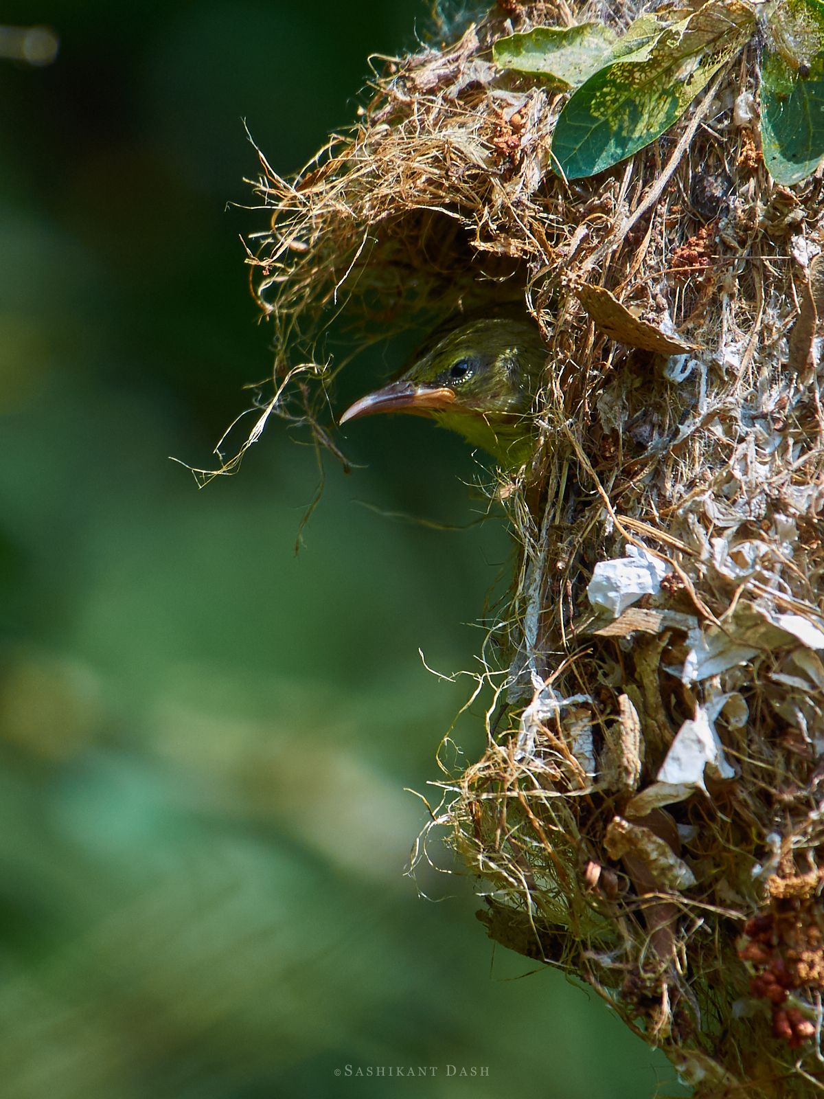 purple rumped sunbird nest baby chics - sashikant dash ranganathittu