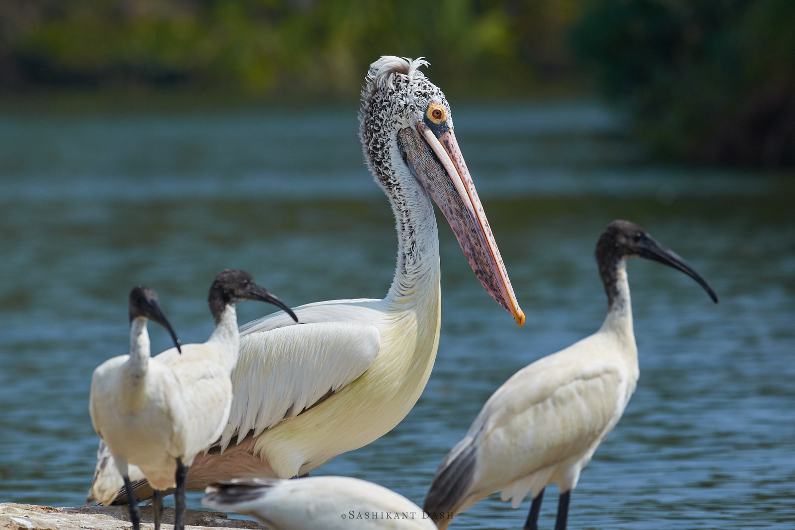 Spot-billed Pelican and Black headed Ibis Sashikant Dash ranganathittu