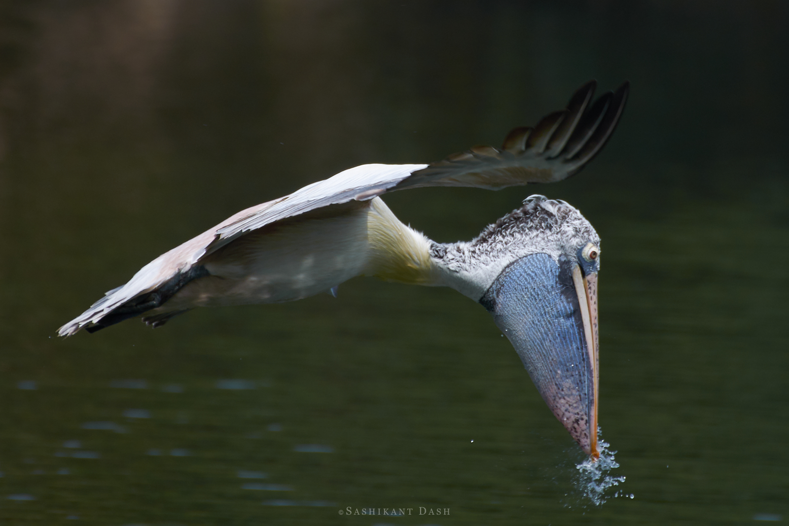 spot billed pelican hunting ranganathittu