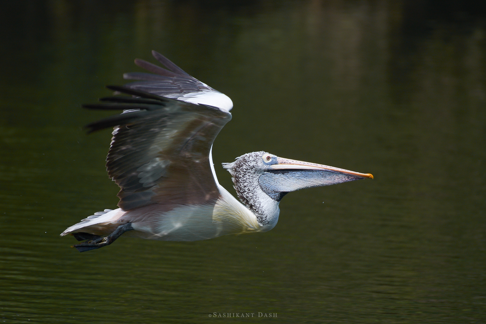 spot-billed pelican in flight 2 ranganathittu