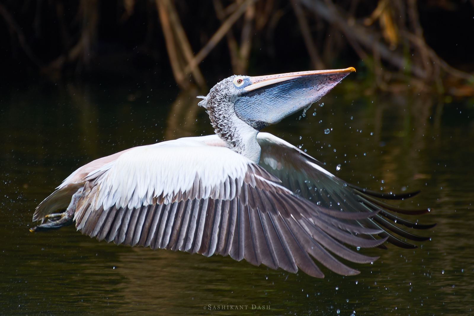 spot-billed pelican in flight ranganathittu