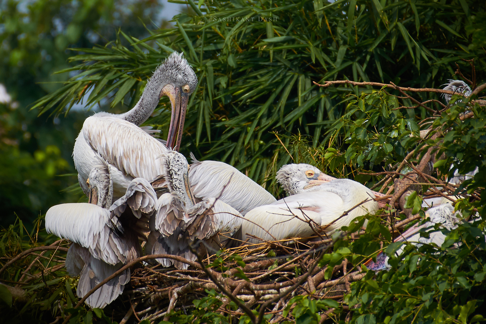 Spot-billed Pelican nest Sashikant Dash ranganathittu