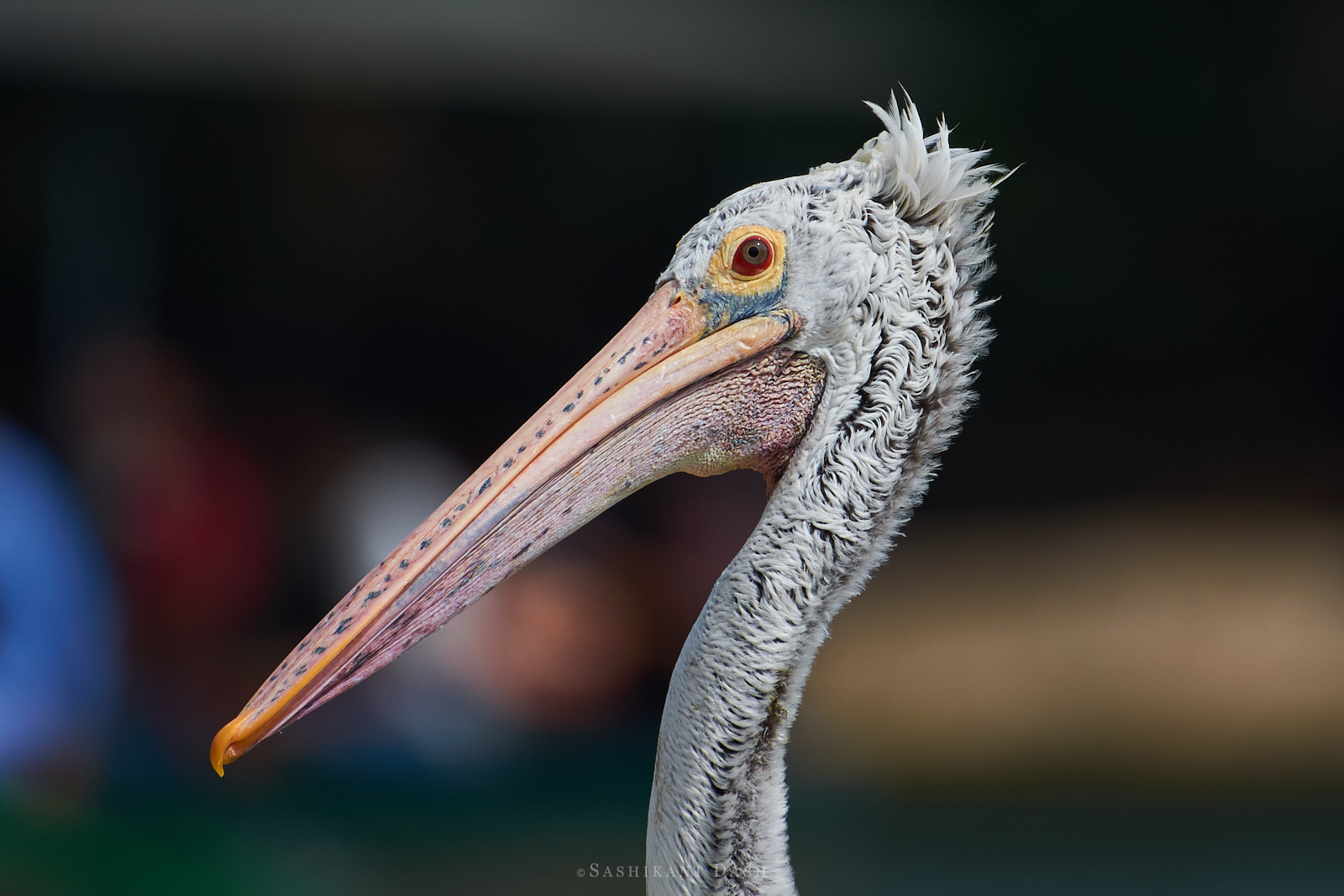spot-billed pelican portrait ranganathittu