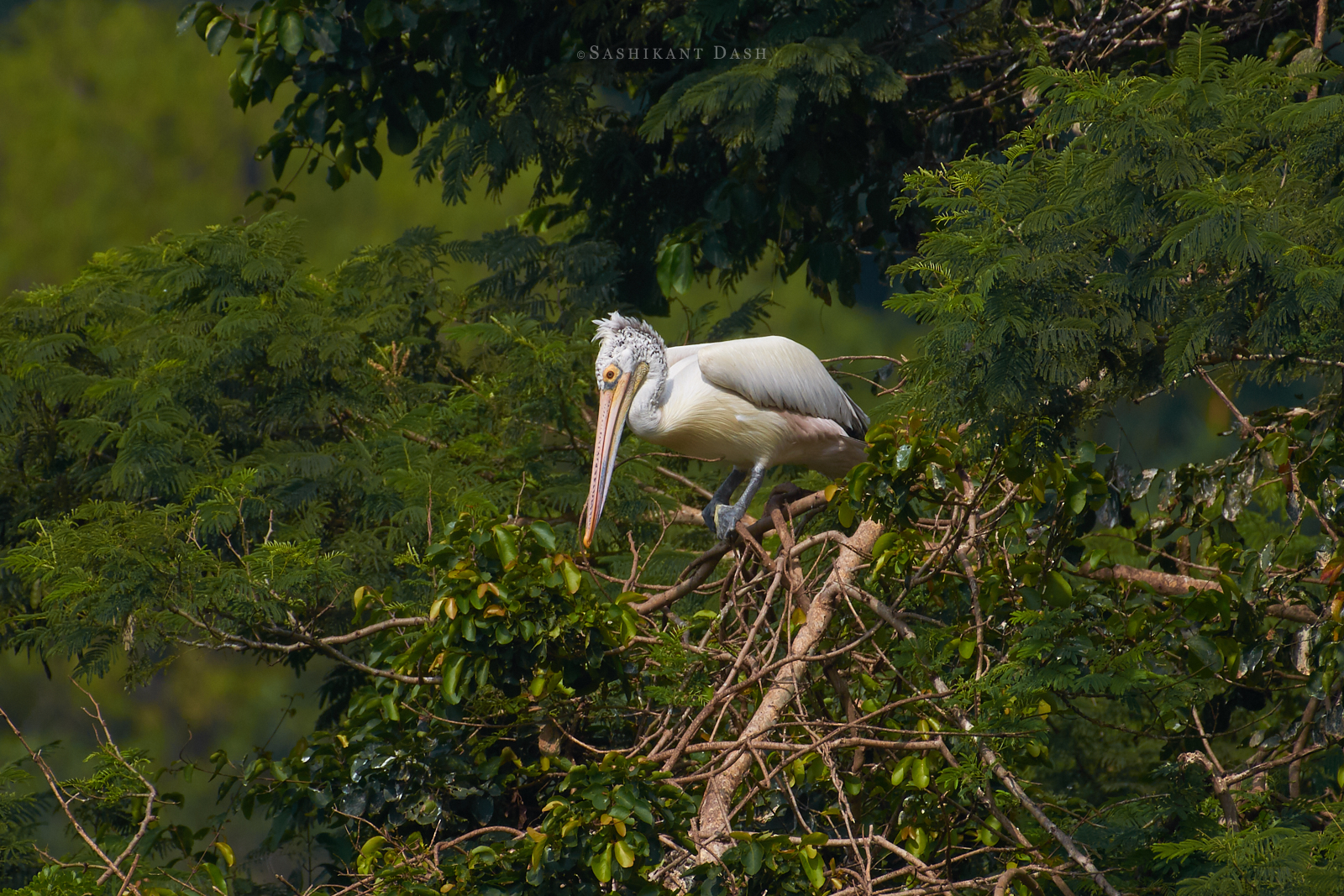 Spot-billed Pelican Sashikant Dash 1 ranganathittu