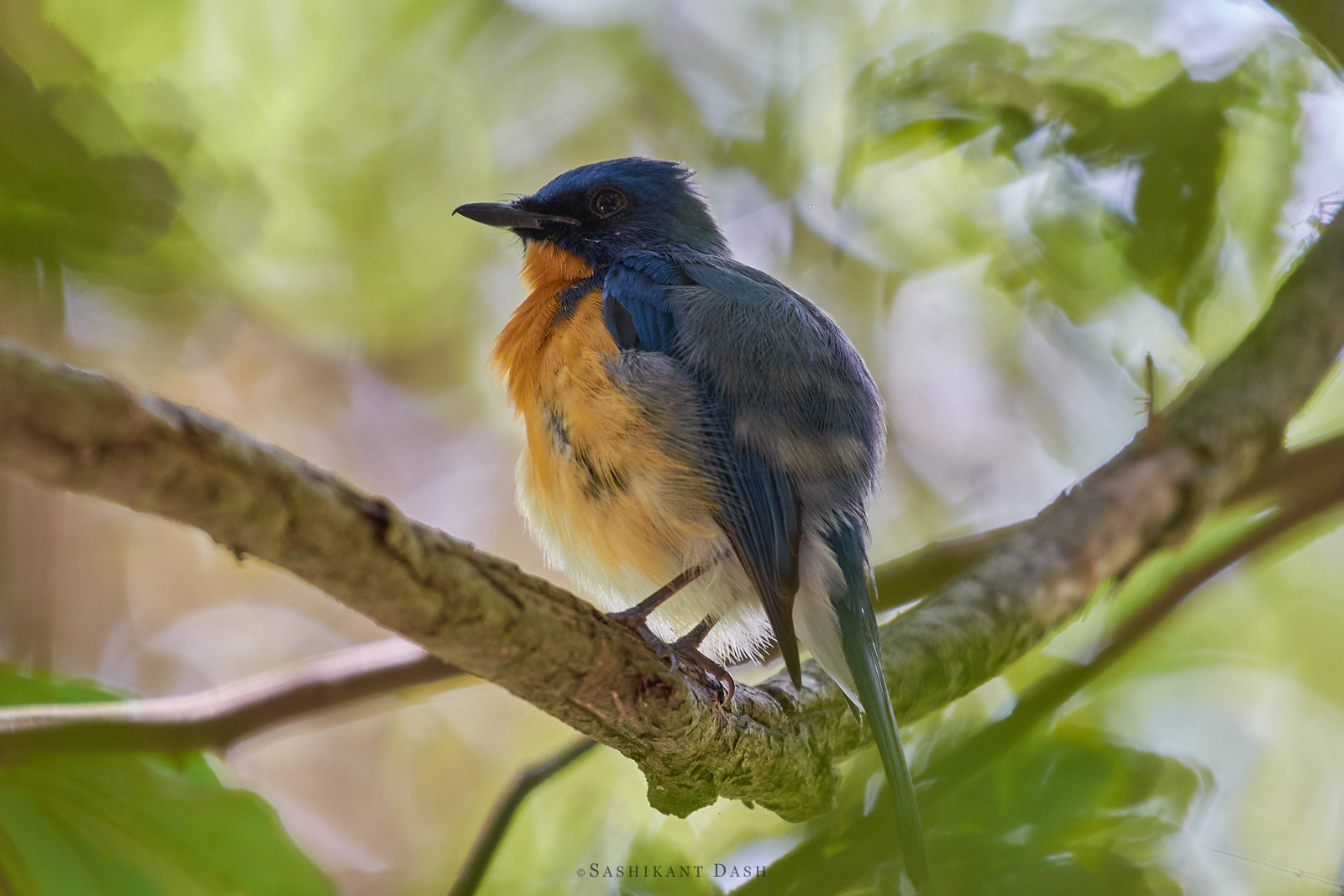 Tickell's Blue Flycatcher ranganathittu
