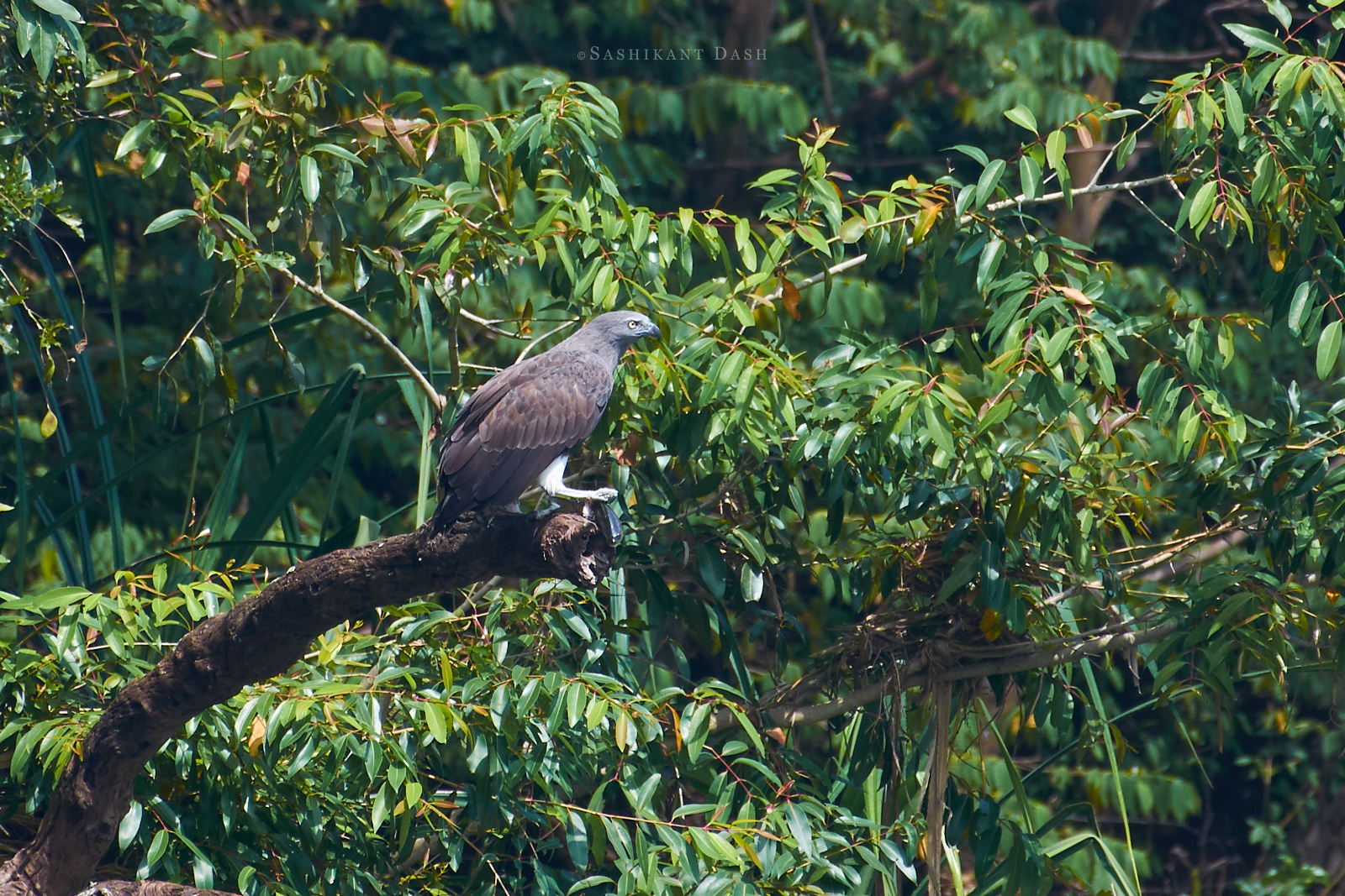 White-browed Wagtail ranganathittu
