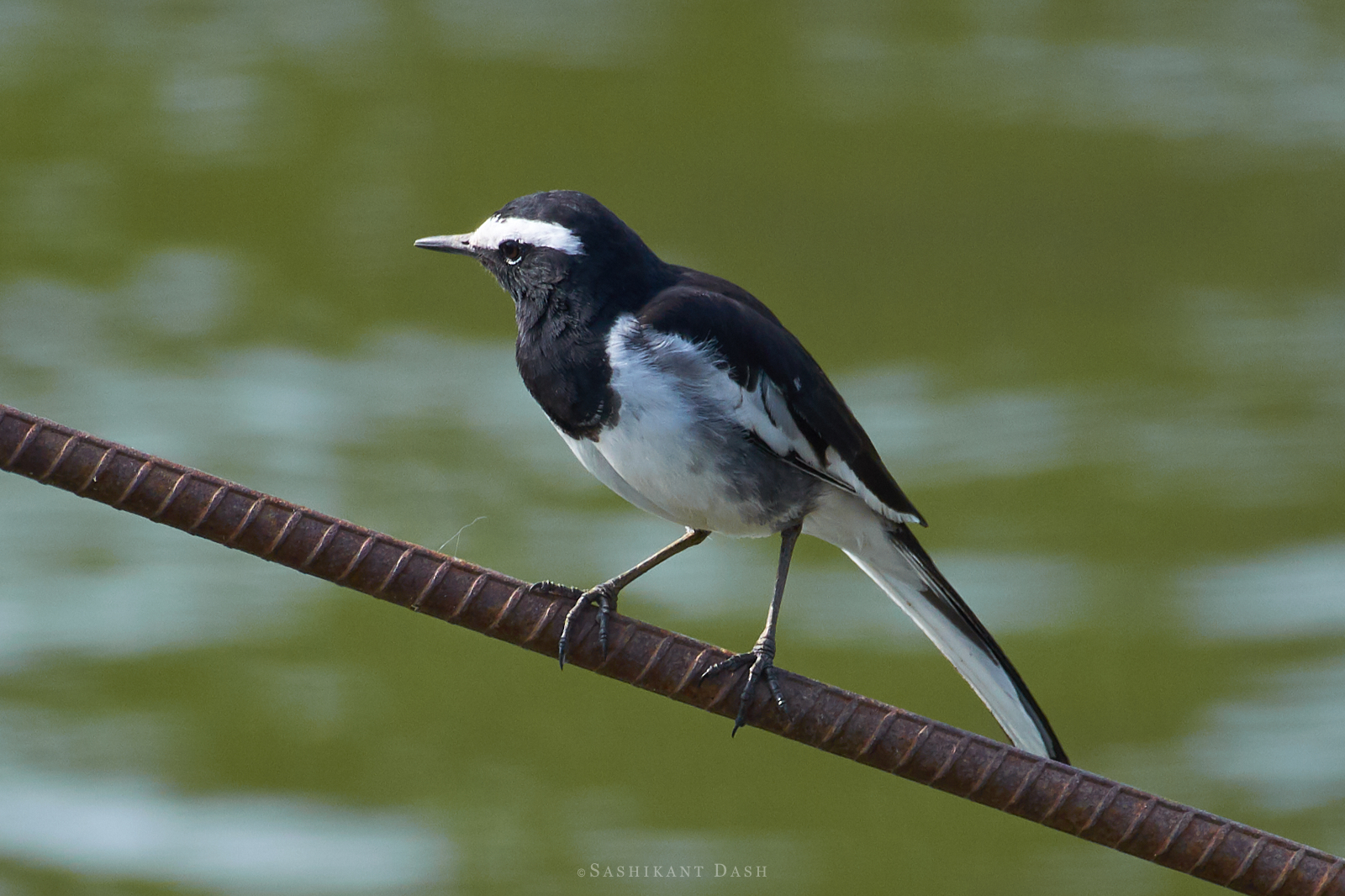 White-browed Wagtail sashikant dash ranganathittu