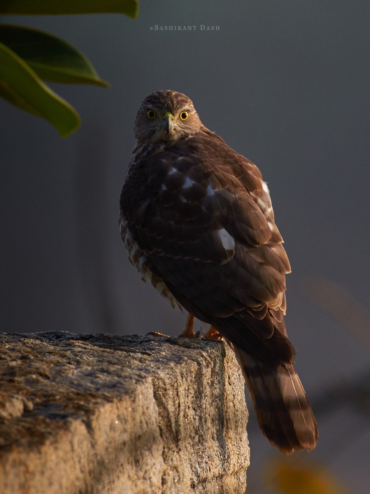 DSC_1985_WM_1600px Shikra