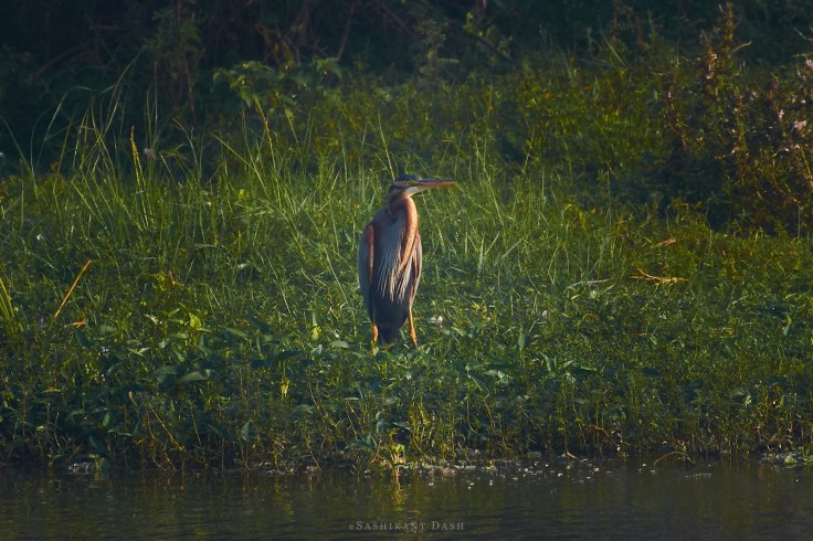DSC_2009_WM_1600px purple heron