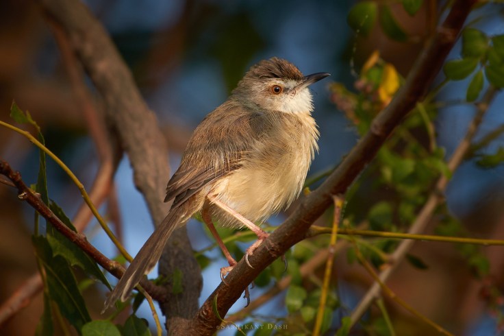 DSC_2036_WM_1600px Plain Prinia