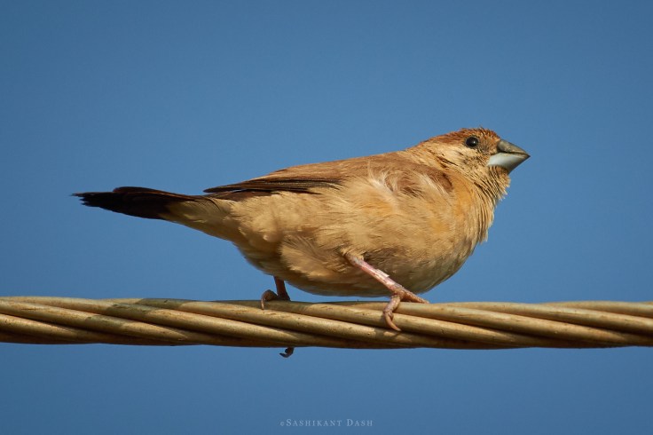 DSC_2080_WM_1600px Indian Silverbill