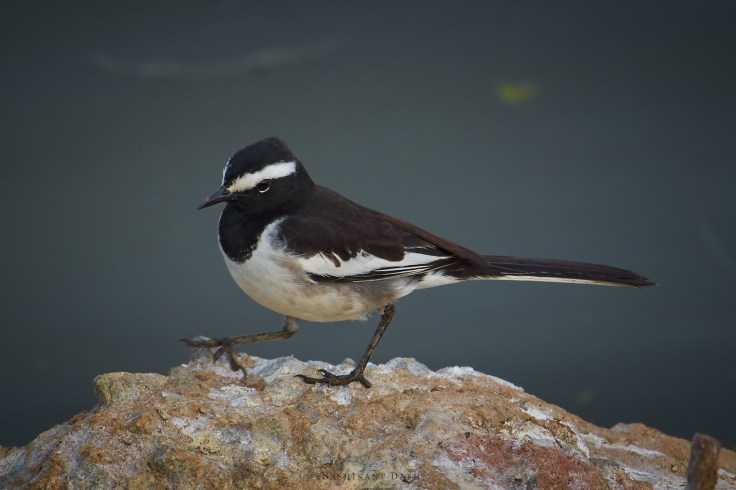 DSC_2109_WM_1600px White-browed Wagtail