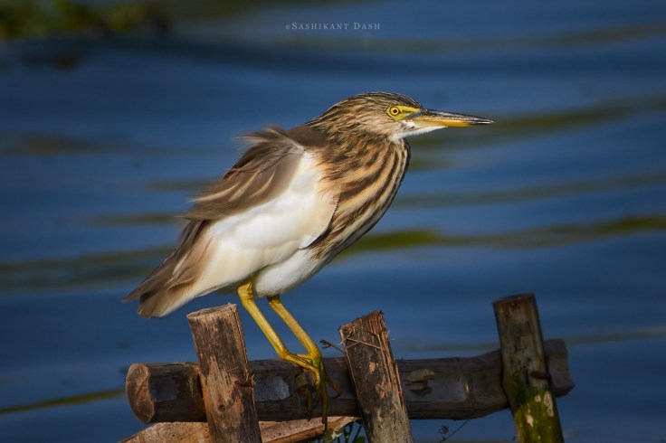 DSC_2126_WM_1600px Indian Pond Heron