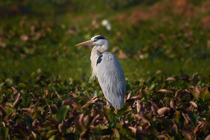 DSC_2131_WM_1600px Grey Heron
