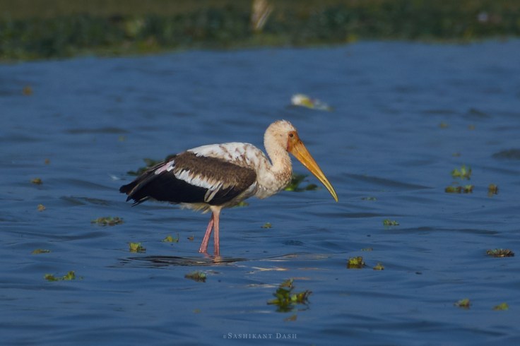 DSC_2145_WM_1600px Painted Stork