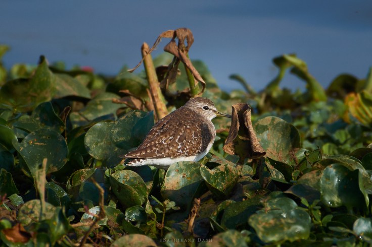 DSC_2164_WM_1600px Wood Sandpiper