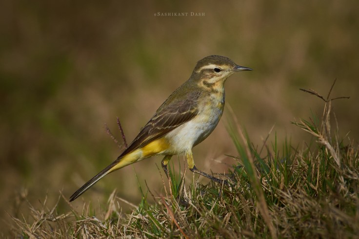 DSC_2179_WM_1600px Western Yellow Wagtail