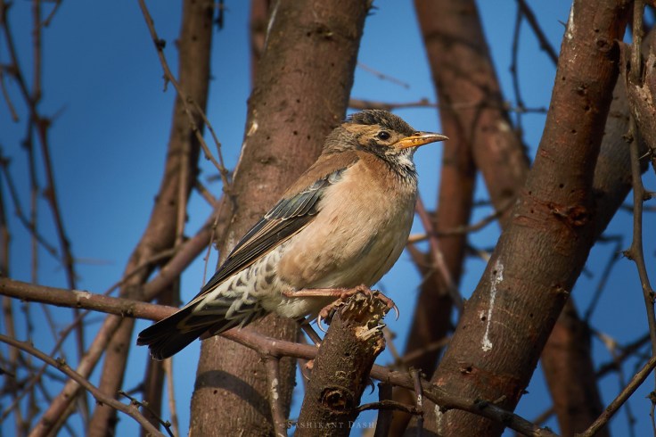 DSC_2184_WM_1600px rosy starling