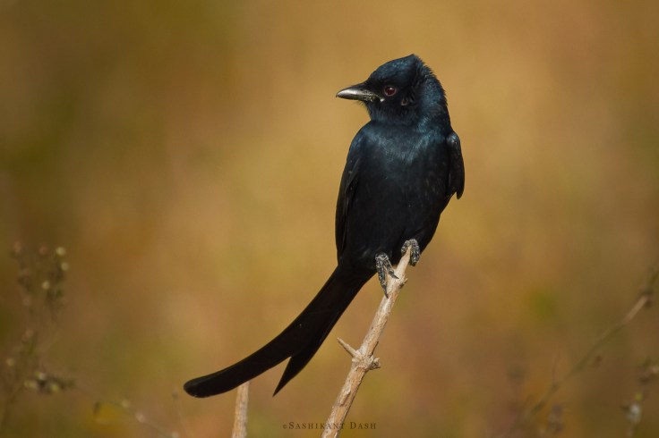 DSC_2202_WM_1600px Black Drongo
