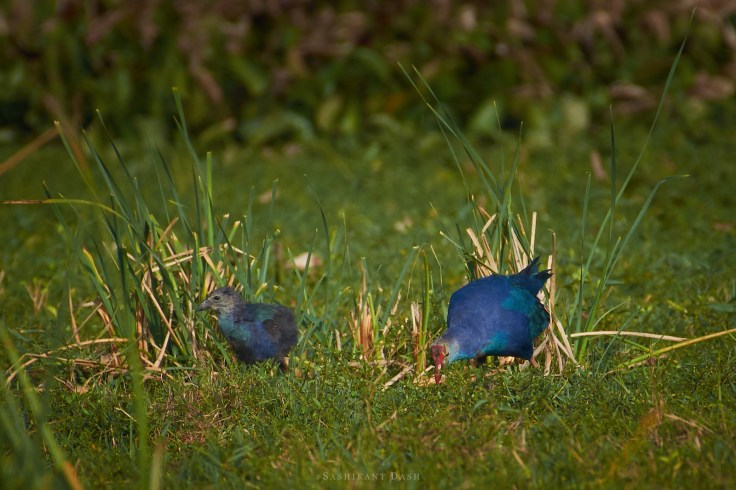 DSC_2220_WM_1600px Grey-headed swamphen