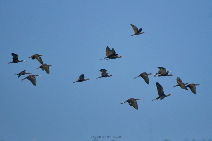 DSC_2223_WM_1600px Glossy Ibis