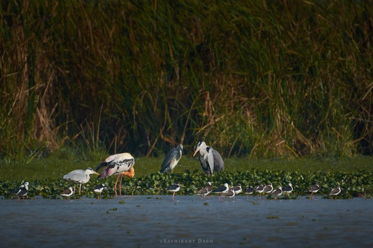 DSC_2226_WM_1600px painted storks grey herons
