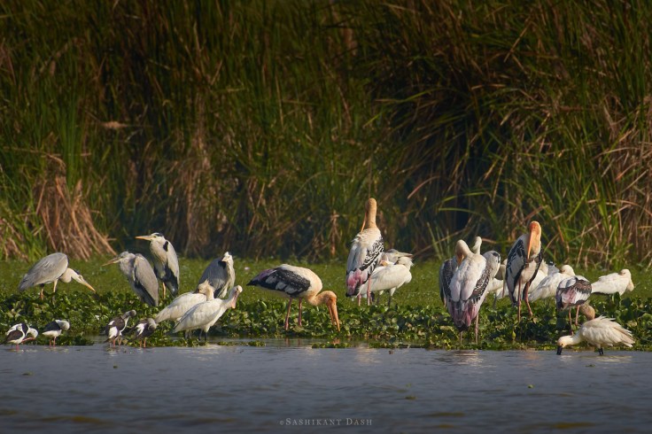 DSC_2253_WM_1600px painted stork grey heron eurasian spoonbill