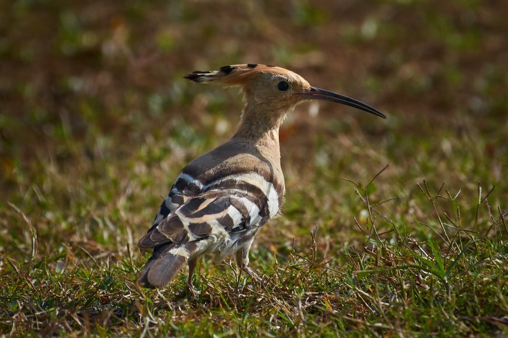 DSC_2281_WM_1600px Common Hoopoe