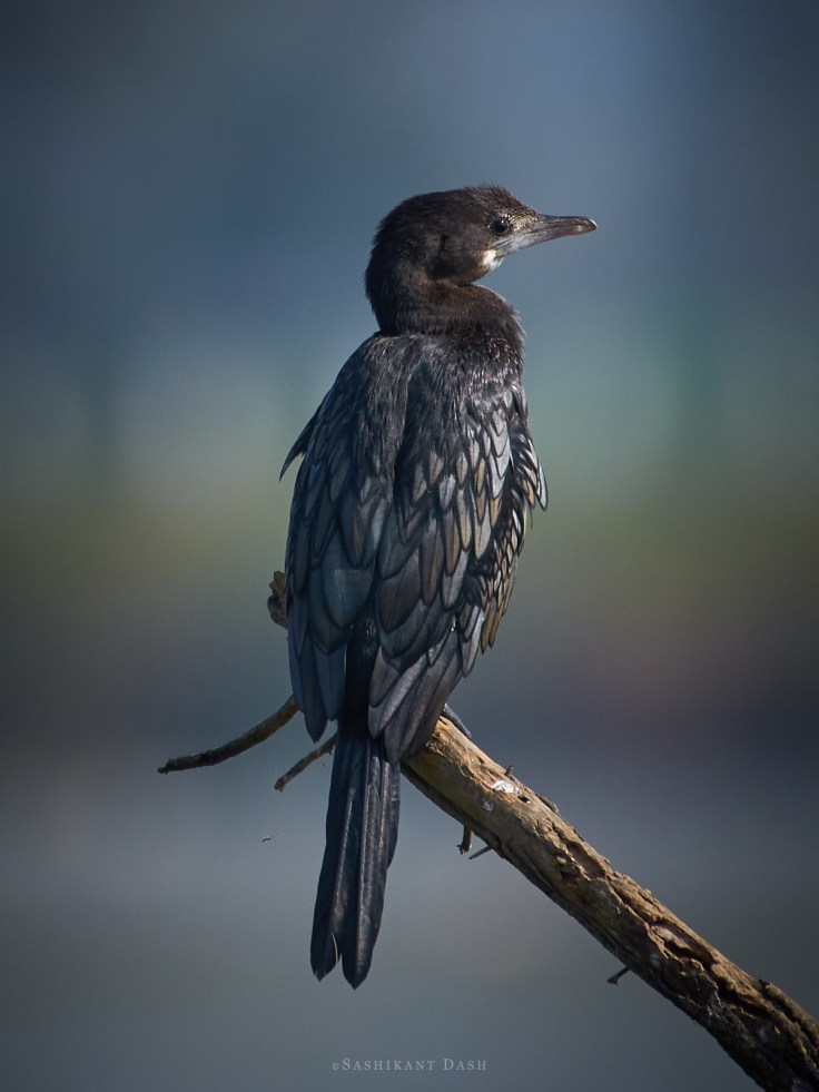 DSC_2291_WM_1600px Little Cormorant