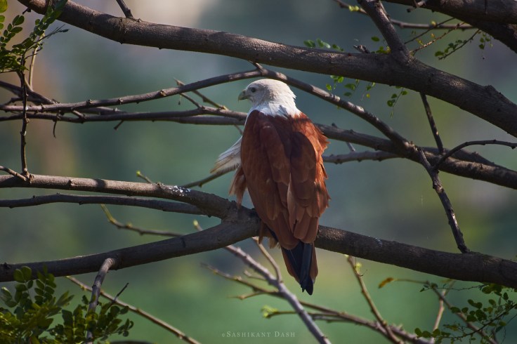 DSC_2315_WM_1600px Brahminy Kite